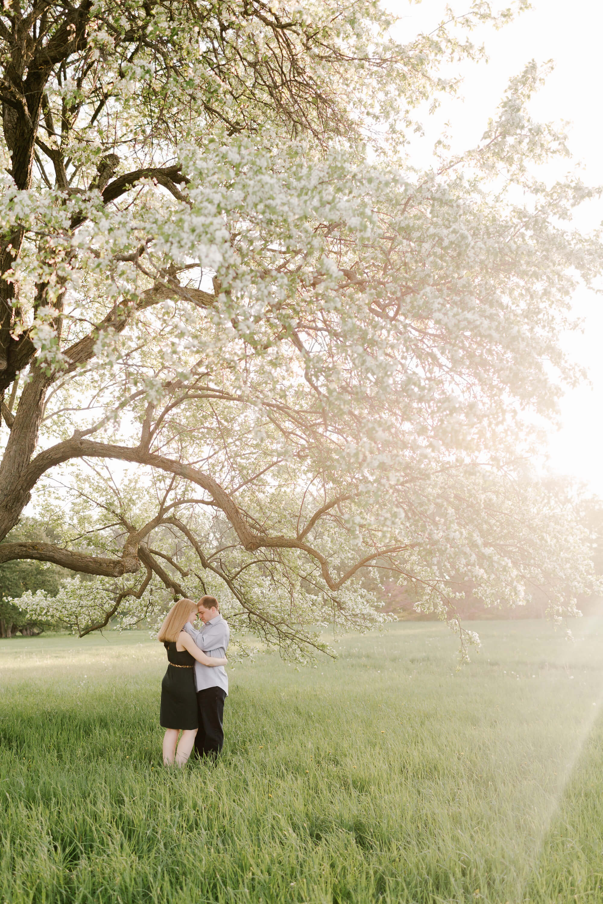 giant blooming tree engaged couple light and airy Ho'omaluhia Botanical Garden Engagement photography hawaii elopement photographer elle rose photo